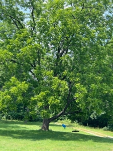 Ozark Mountain Large Farm Acreage with Creek for Sale - image 36