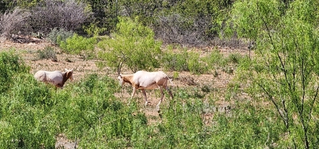 Texas High-Fenced Hunting Ranch near San Angelo and Midland - image 22
