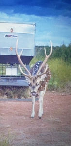 Texas High-Fenced Hunting Ranch near San Angelo and Midland - image 23