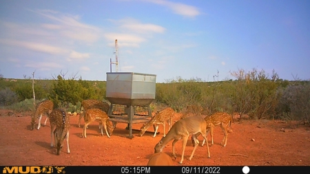 Texas High-Fenced Hunting Ranch near San Angelo and Midland - image 20