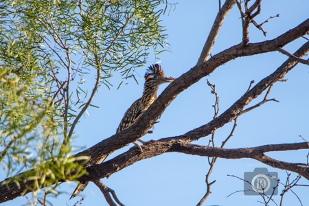 Texas High-Fenced Hunting Ranch near San Angelo and Midland - image 3