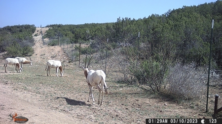 Texas High-Fenced Hunting Ranch near San Angelo and Midland - image 26