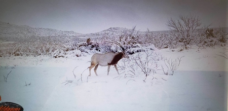 Texas High-Fenced Hunting Ranch near San Angelo and Midland - image 24