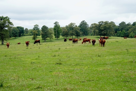 2 House Poultry Broiler Farm For Sale SE Mississippi - image 8