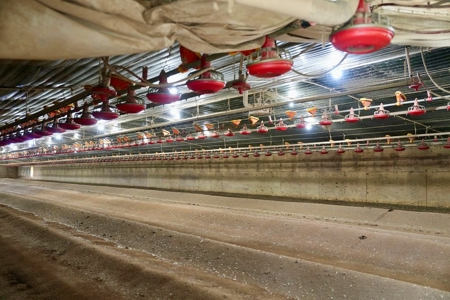 2 House Poultry Broiler Farm For Sale SE Mississippi - image 16