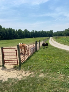 Country Home and  Farm in Metcalfe County - image 22
