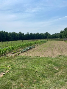 Country Home and  Farm in Metcalfe County - image 4