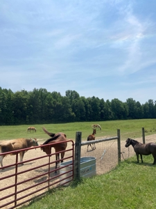 Country Home and  Farm in Metcalfe County - image 31