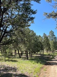 Homes for Sale near Chama NM, Chama River Access Nearby - image 32