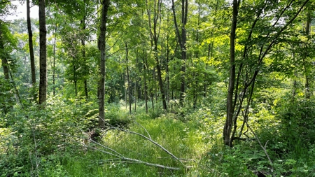 Monroe County Ohio Land for Sale - image 12