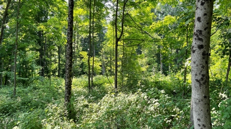 Monroe County Ohio Land for Sale - image 16