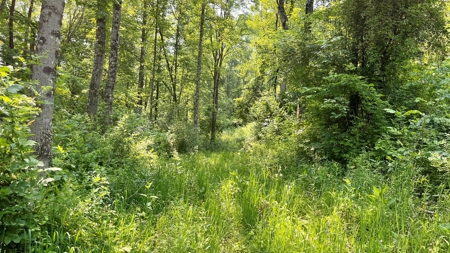 Monroe County Ohio Land for Sale - image 11
