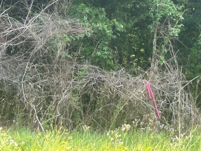 Two Wooded Acres near the Homochitto National Forest MS - image 7