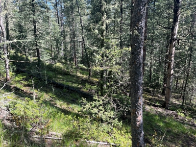 Land for Sale in Divide, Colorado! - image 6