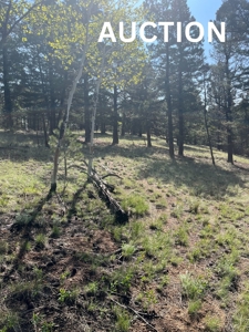 Land for Sale in Divide, Colorado! - image 1