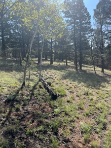 Land for Sale in Divide, Colorado! - image 19