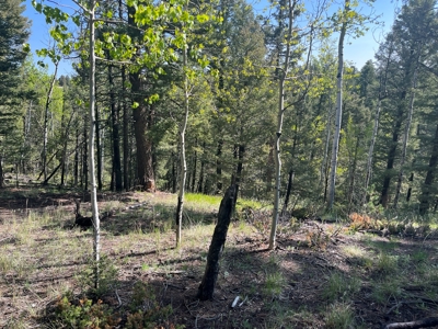 Land for Sale in Divide, Colorado! - image 3