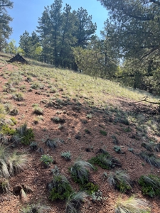Land for Sale in Divide, Colorado! - image 20