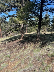 Land for Sale in Divide, Colorado! - image 14