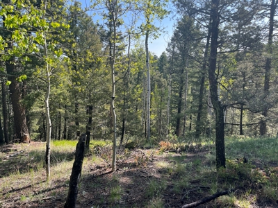 Land for Sale in Divide, Colorado! - image 2