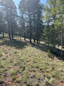 Land for Sale in Divide, Colorado! - image 18