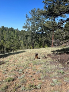 Land for Sale in Divide, Colorado! - image 15
