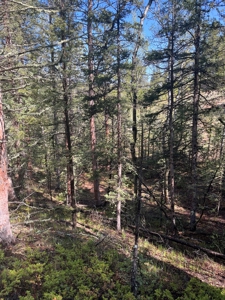 Land for Sale in Divide, Colorado! - image 11