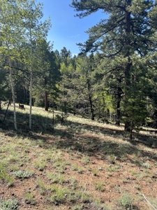 Land for Sale in Divide, Colorado! - image 17