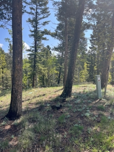 Land for Sale in Divide, Colorado! - image 24