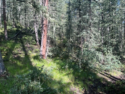Land for Sale in Divide, Colorado! - image 8