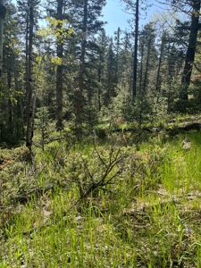 Land for Sale in Divide, Colorado! - image 4