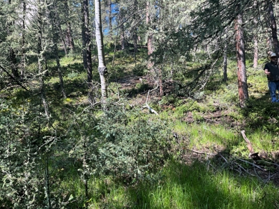 Land for Sale in Divide, Colorado! - image 9