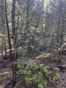 Land for Sale in Divide, Colorado! - image 12
