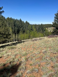 Land for Sale in Divide, Colorado! - image 13