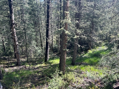 Land for Sale in Divide, Colorado! - image 5