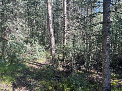 Land for Sale in Divide, Colorado! - image 7