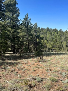 Land for Sale in Divide, Colorado! - image 16