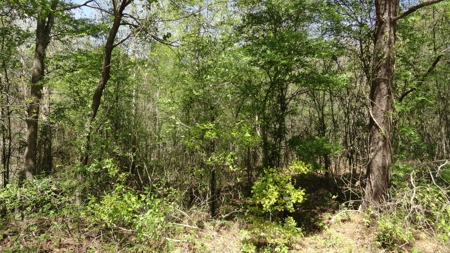 Smith County Texas Land For Sale - image 4