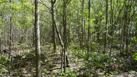 Smith County Texas Land For Sale - image 10