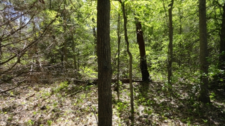 Smith County Texas Land For Sale - image 12