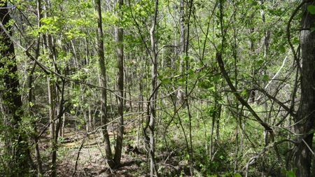 Smith County Texas Land For Sale - image 6
