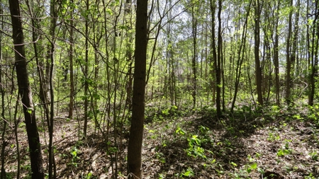 Smith County Texas Land For Sale - image 9