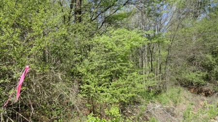 Smith County Texas Land For Sale - image 5