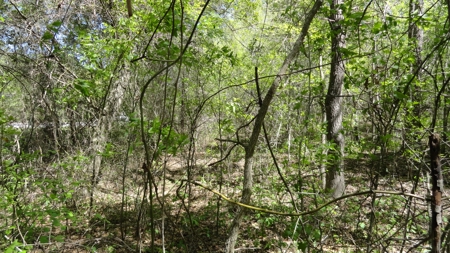 Smith County Texas Land For Sale - image 8