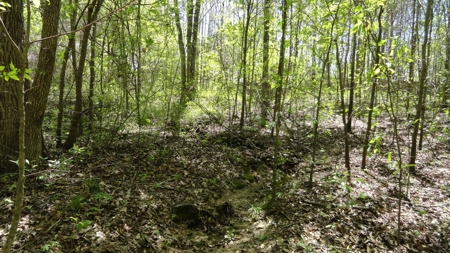 Smith County Texas Land For Sale - image 1