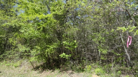 Smith County Texas Land For Sale - image 2