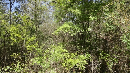 Smith County Texas Land For Sale - image 3