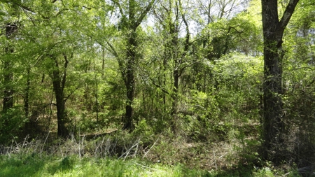Smith County Texas Land For Sale - image 16