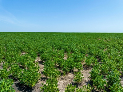 Row Crop Farm For Sale Lamar County TX - image 15