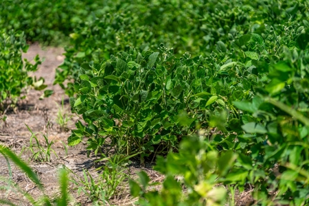 Row Crop Farm For Sale Lamar County TX - image 11